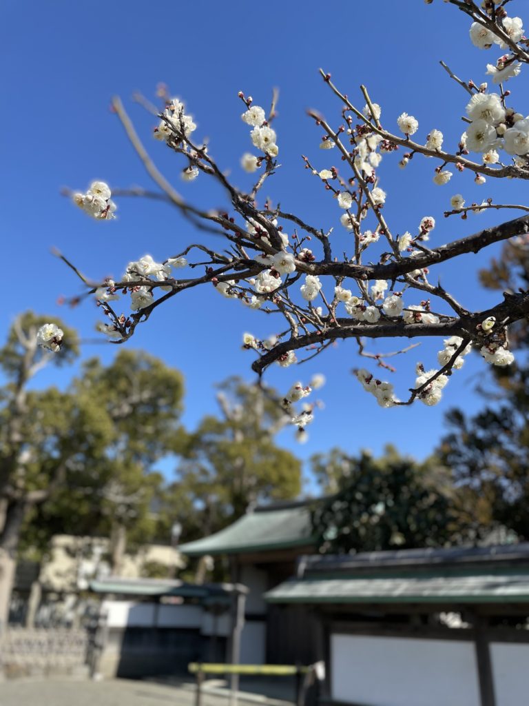 Cherry blossom in Kamakura. Tokyo :ife