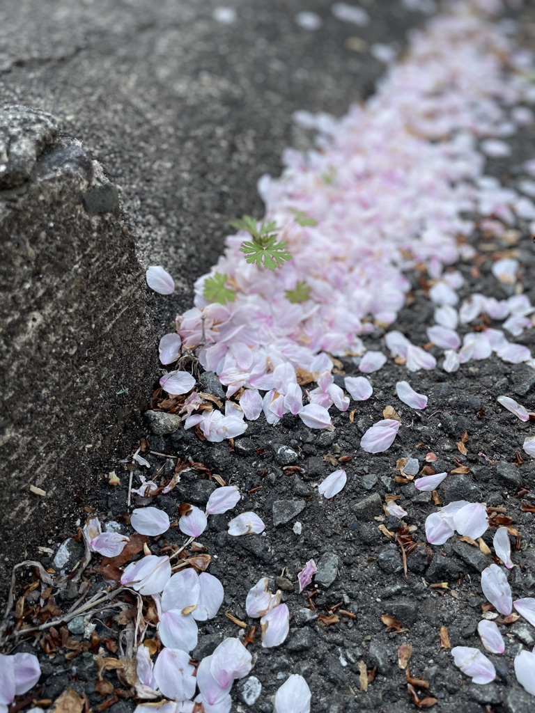Flower petals on the ground